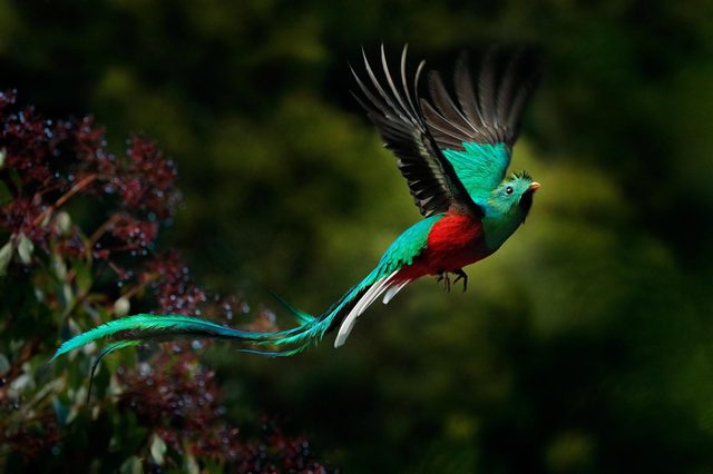 A vibrant bird with long tail feathers flies, wings spread wide, against a blurred, lush green background.
