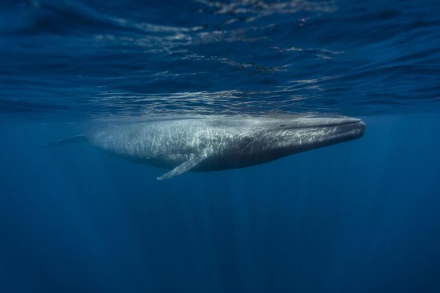 A large blue whale swims under a calm ocean surface, illuminated by sunlight filtering through the water.