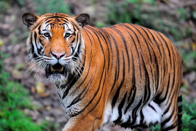 Tiger standing, looking intently forward, in a lush, green forest setting.