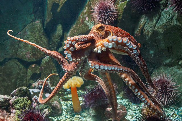 Octopus extends tentacles, exploring rocky underwater environment with sea urchins and algae.