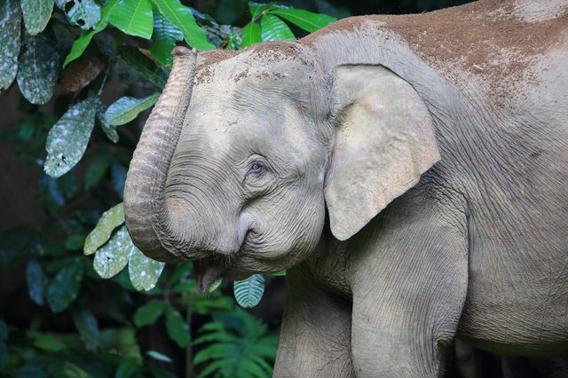 Elephant dusts itself with dirt in a lush, green forest, displaying a relaxed and natural environment.