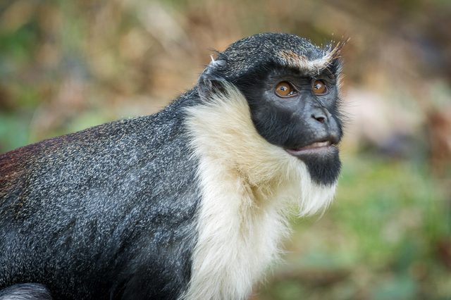 Monkey with white beard sits alertly, surrounded by blurred greenery.