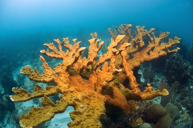 Bright orange coral extends across the ocean floor, surrounded by marine life in a calm underwater environment.