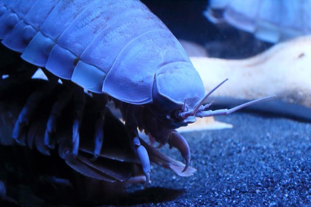 A large isopod rests on the dark ocean floor, illuminated by blue lighting, showcasing its segmented body and antennae.