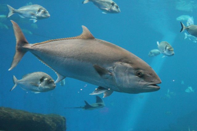 A large fish swims gracefully among smaller fish in a clear blue aquarium, with rocks visible in the background.