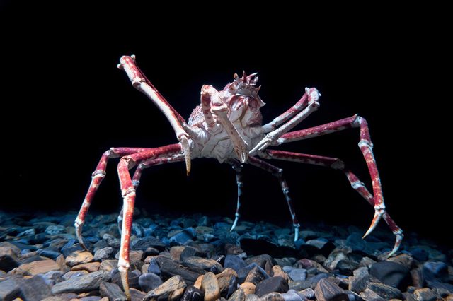 Crab stands on rocky seabed, legs extended, against dark, underwater background.