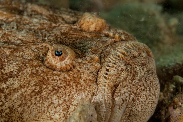 Fish lying still, camouflaged with speckled brown skin against a sandy underwater environment.