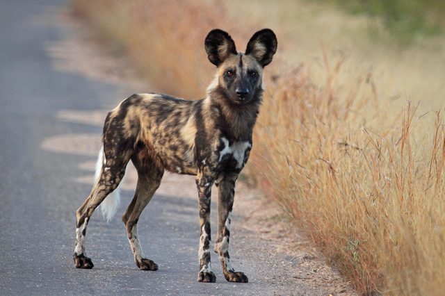 A wild dog stands alert on a paved road, surrounded by golden dry grass.