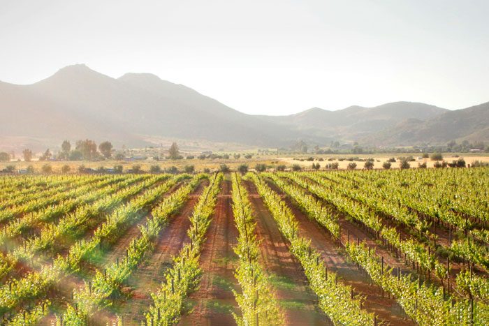 Rows of green grapevines stretch into the distance under a hazy sky, surrounded by distant hills and mountains.