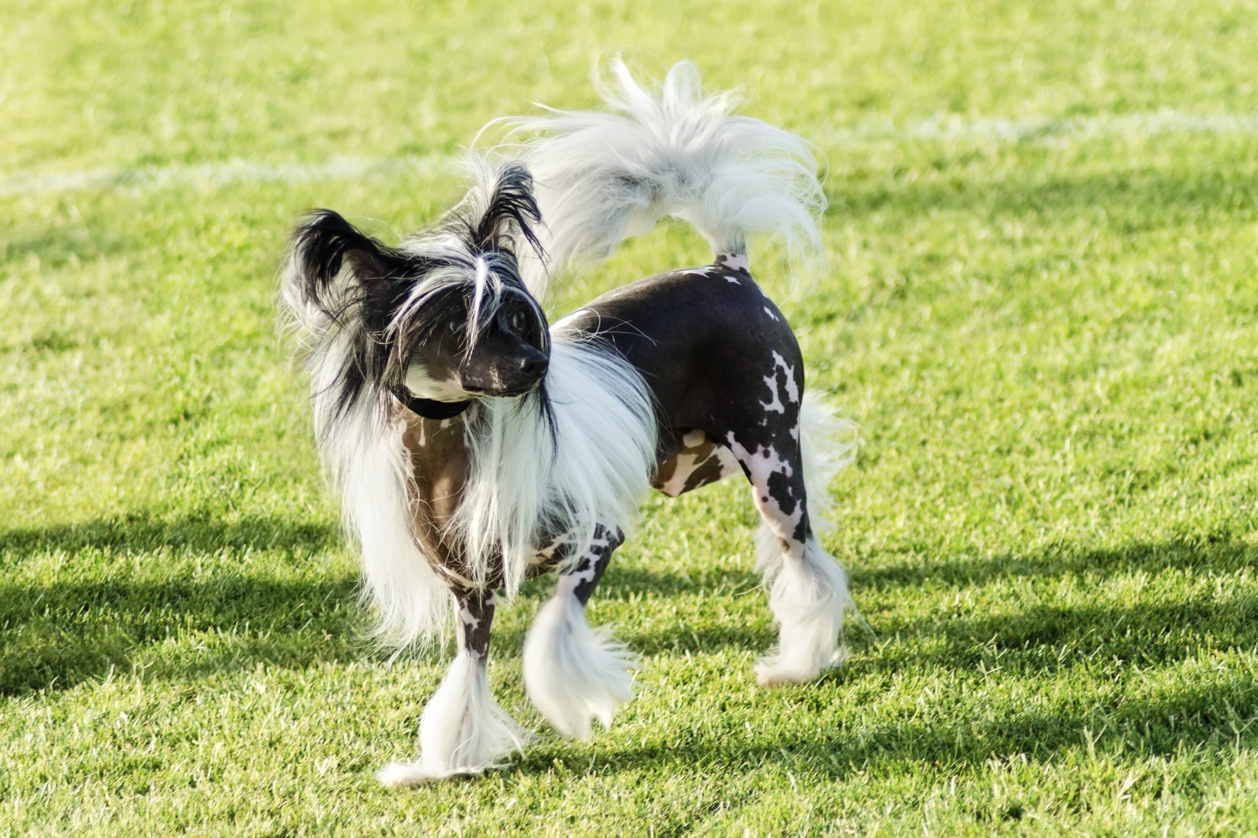 Dog with long, flowing fur stands on grass, looking sideways, surrounded by sunlit green lawn.