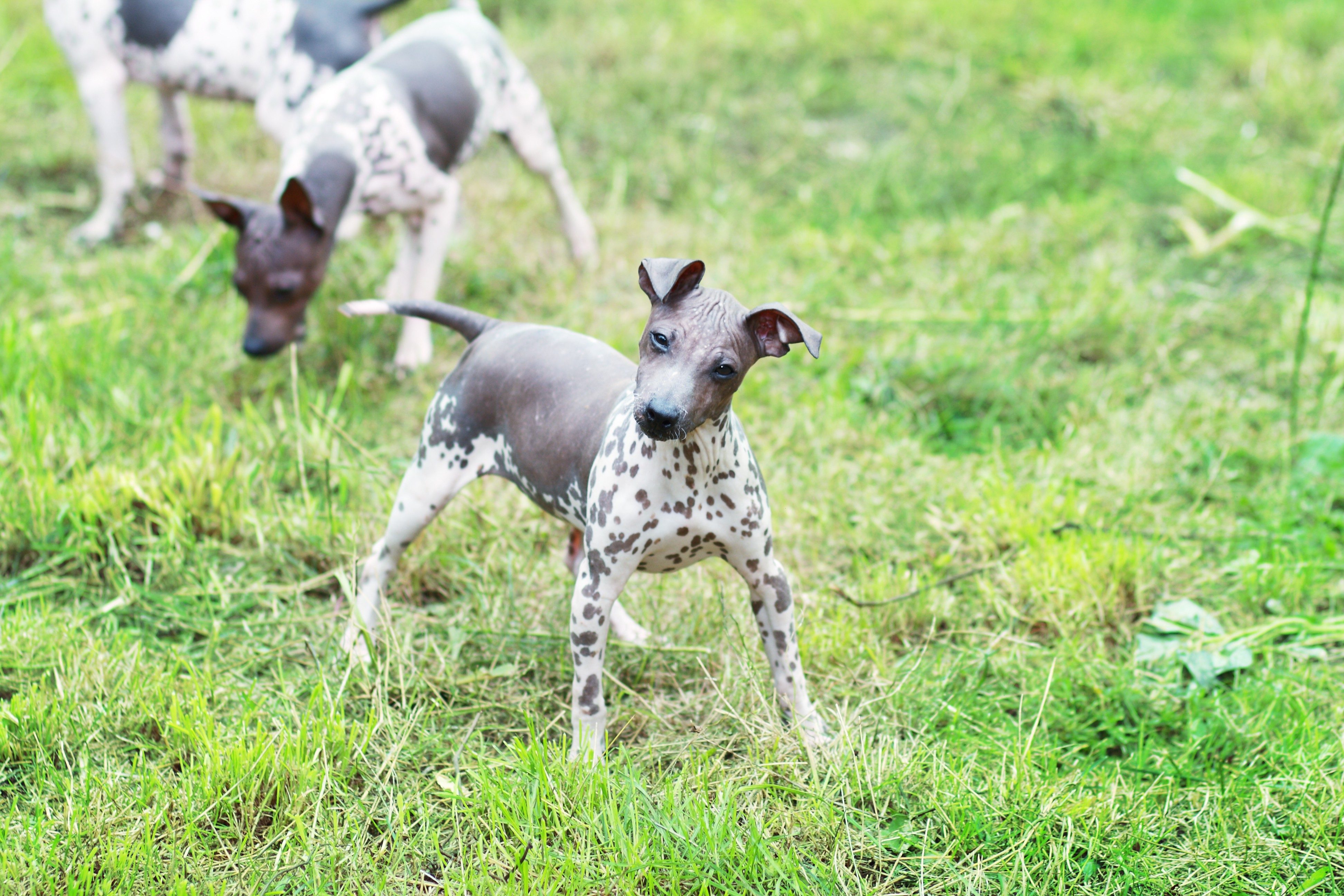 Dog with spotted skin stands alert on grass while another dog grazes behind.