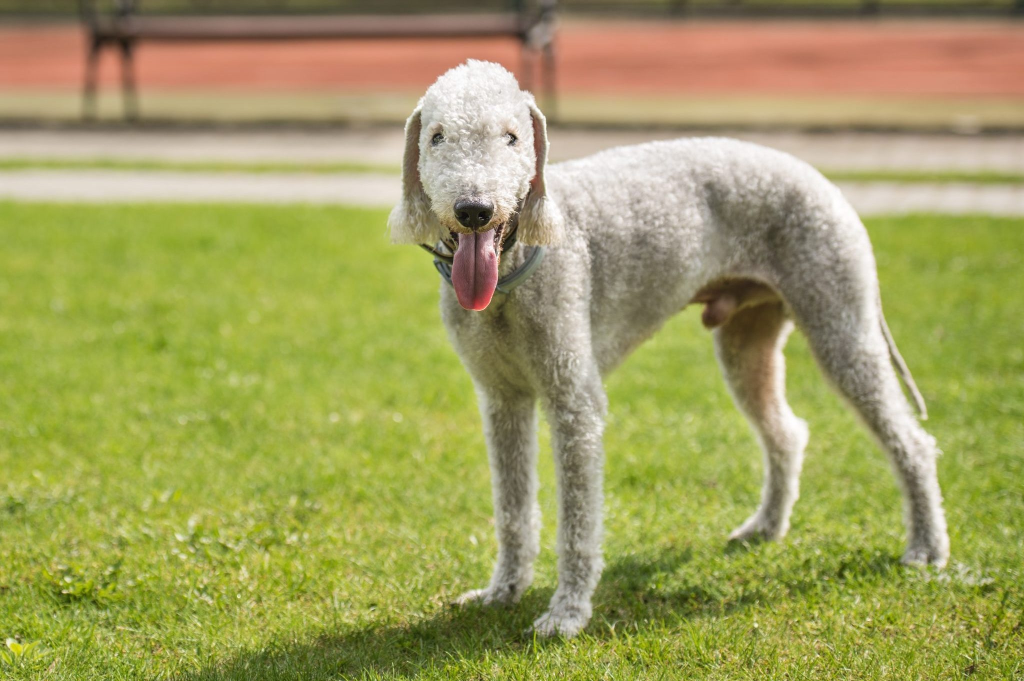 Curly-haired dog stands panting in a sunny park, surrounded by green grass and outdoor benches.