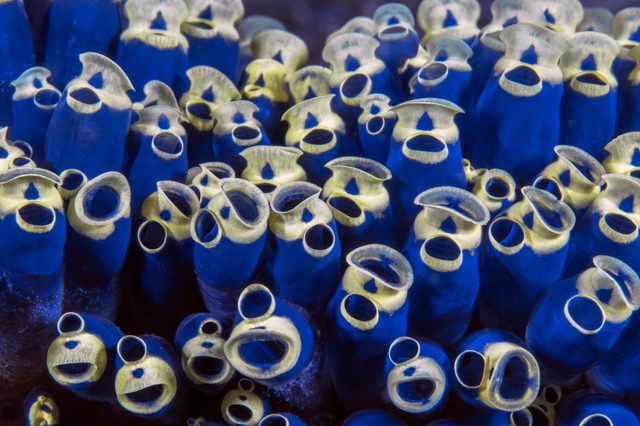 Blue and yellow sea squirts cluster in a tight formation, resembling open tubes, in an underwater environment.