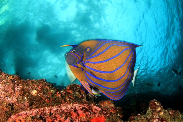 Angelfish swims near coral reef, displaying vivid blue and orange stripes in a clear, turquoise ocean environment.