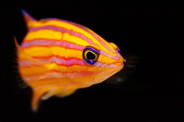 A vibrant fish swims gracefully against a dark background, displaying bold orange and purple stripes with a striking eye.