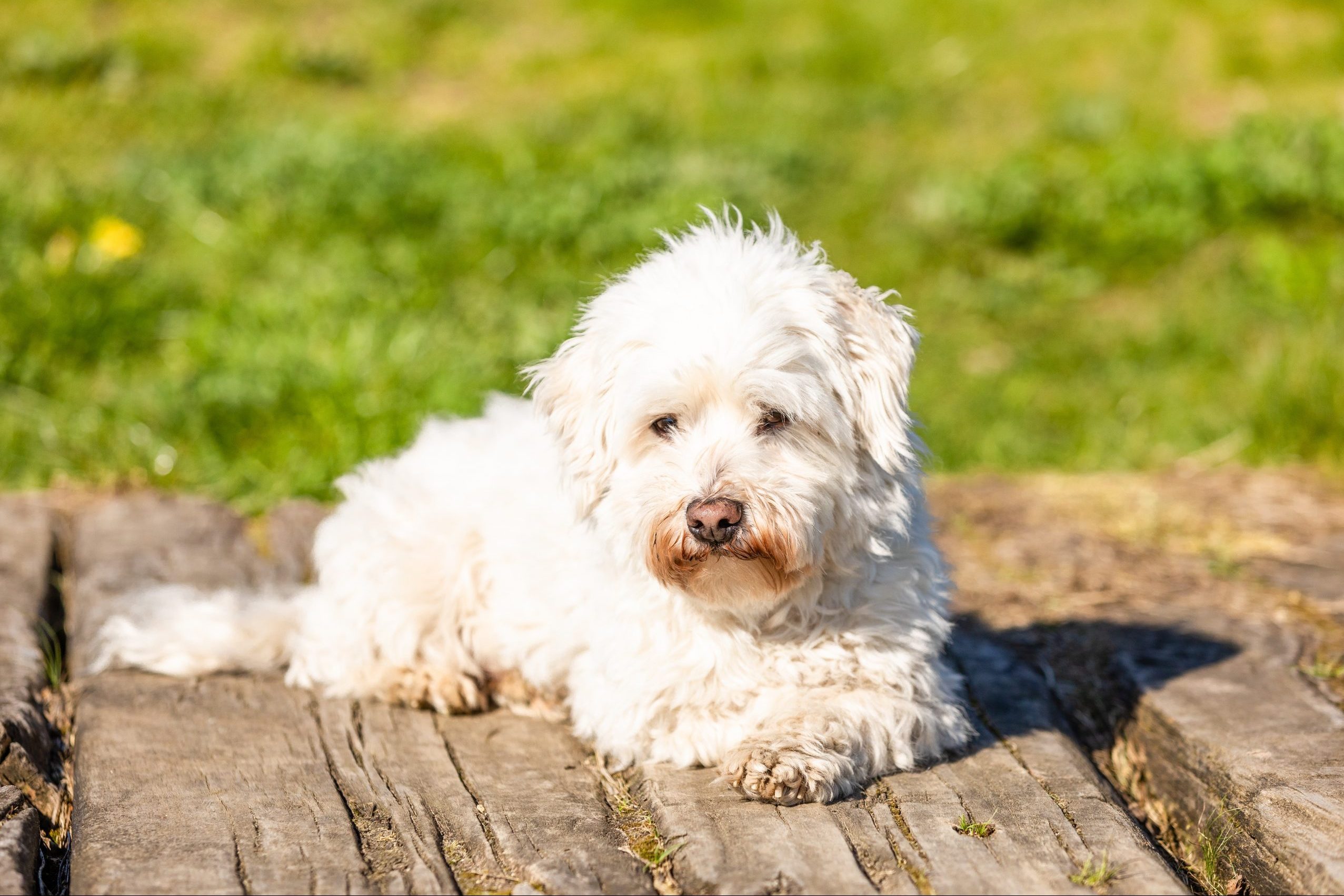 A fluffy white dog rests quietly on wooden planks, surrounded by lush green grass in a sunlit outdoor setting.