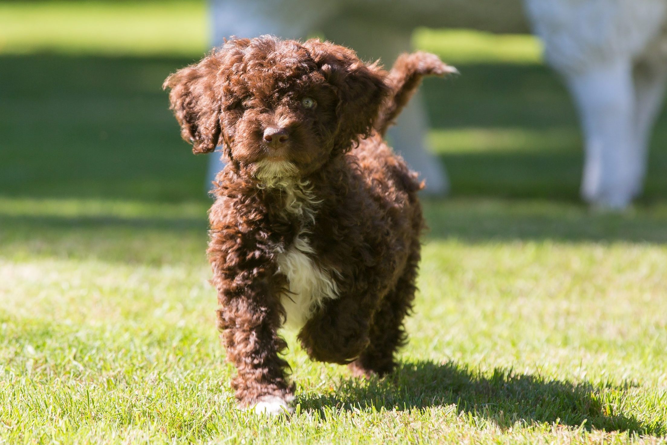 Fluffy brown puppy runs on bright green grass in a sunlit yard, with blurred trees in the background.