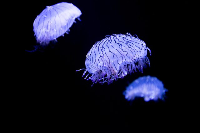 Translucent jellyfish float gracefully against a deep black background, illuminated with a soft, bluish glow, accentuating their delicate tendrils.