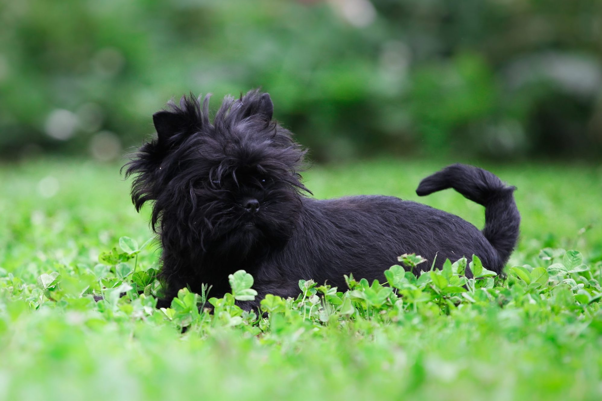 A small black dog lies on grass, surrounded by vibrant green foliage.