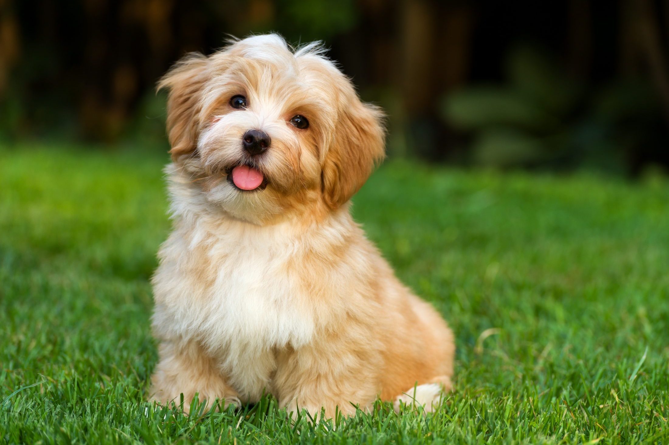 A fluffy puppy sits playfully on green grass, with its tongue out, surrounded by blurred dark foliage.