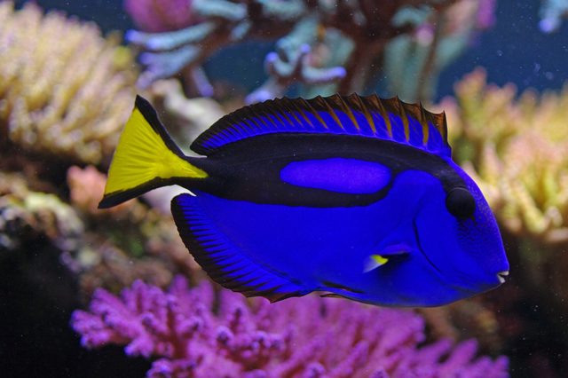 Blue tang fish swimming amid vibrant coral reefs.