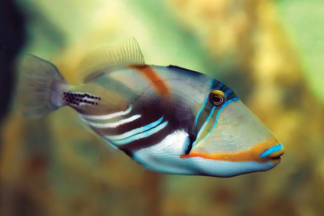 A brightly colored fish swims in clear water, showcasing vivid blue and orange stripes against a blurred, natural underwater background.