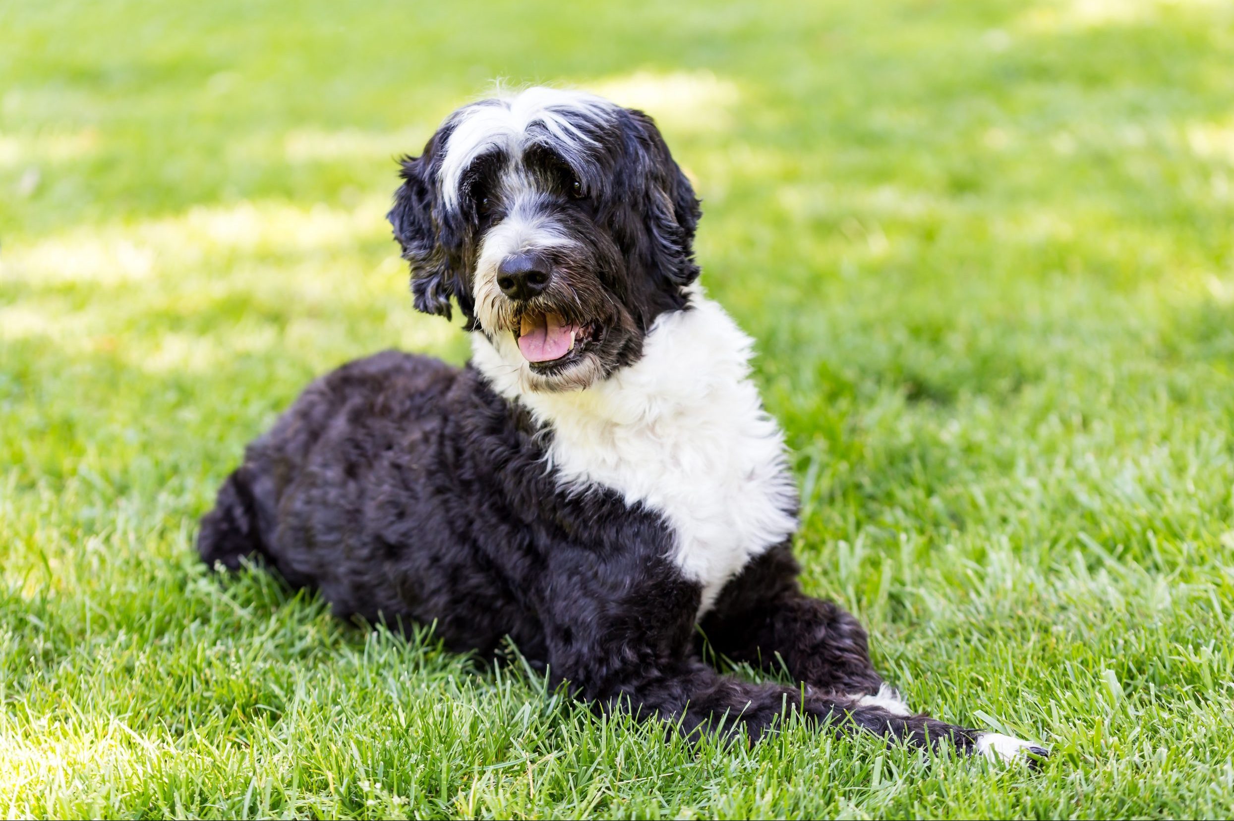 Dog relaxes on green grass, panting happily in a sunlit park environment.