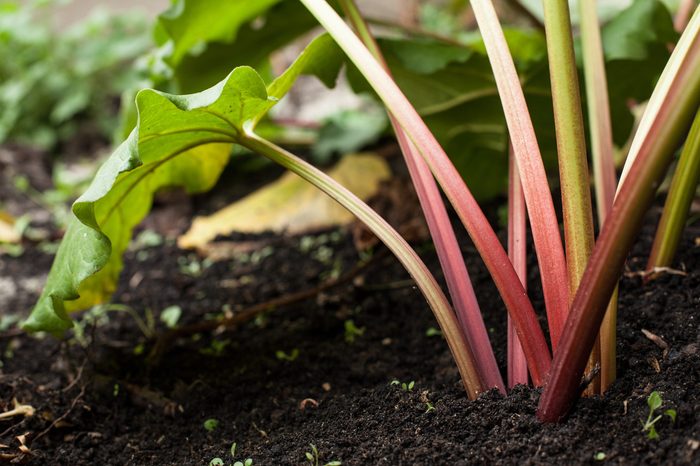 Rhubarb in the garden.