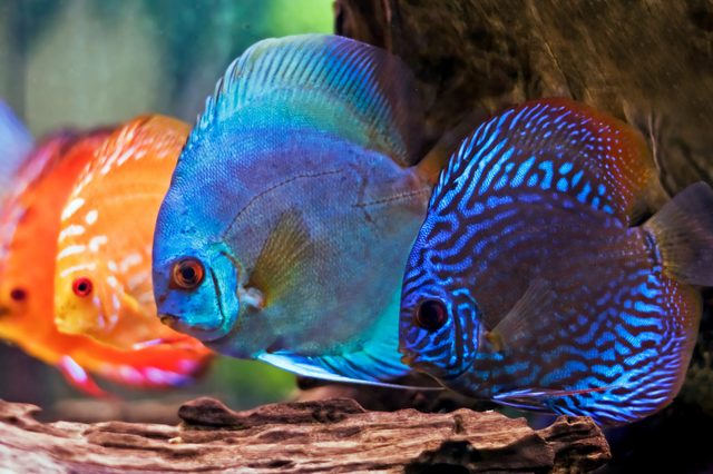 Vivid discus fish swim closely, displaying brilliant colors and patterns, set against a natural underwater backdrop with wood and muted greenery.