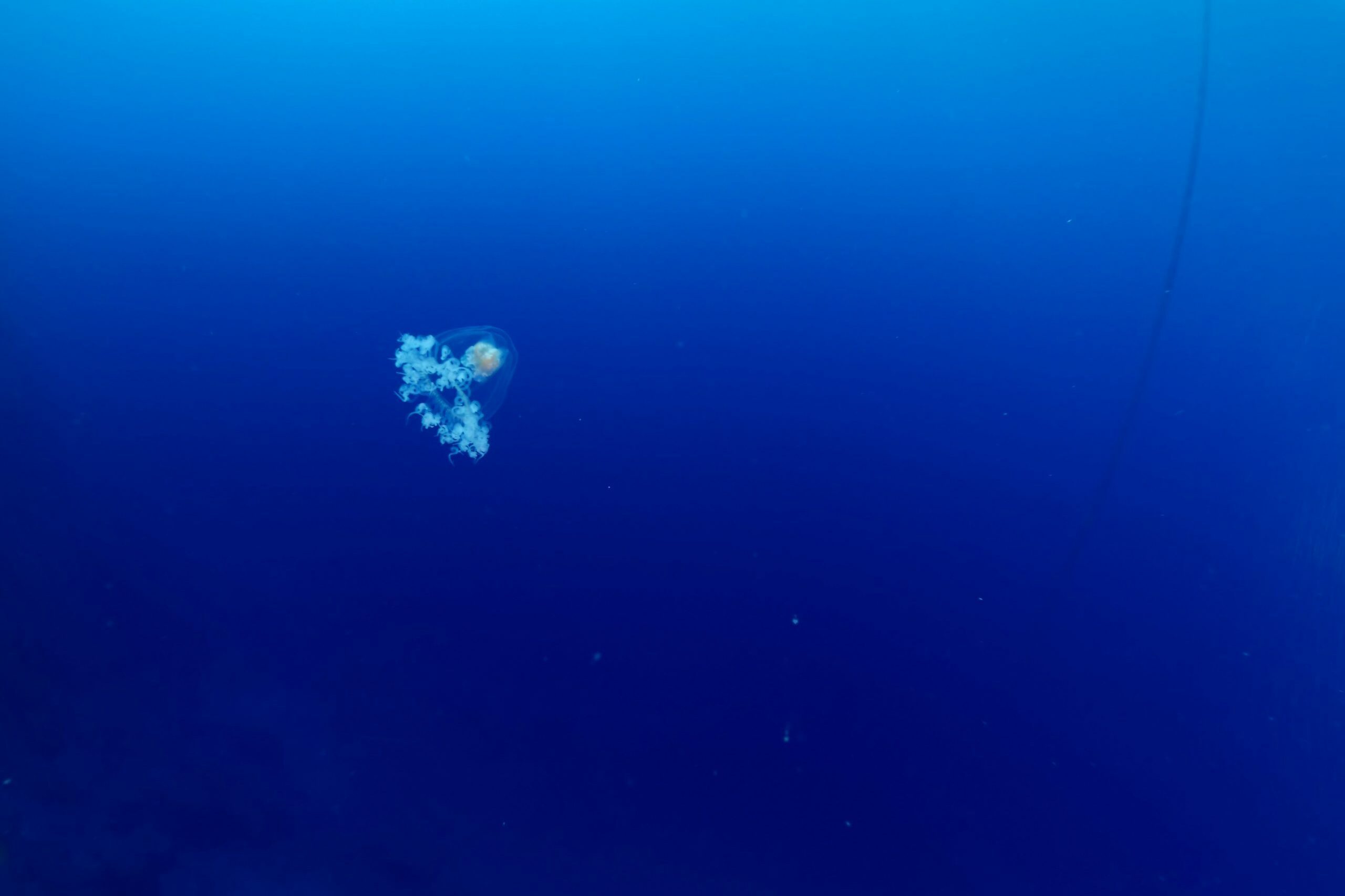 A jellyfish floats serenely in the deep blue ocean, surrounded by vast, tranquil water.
