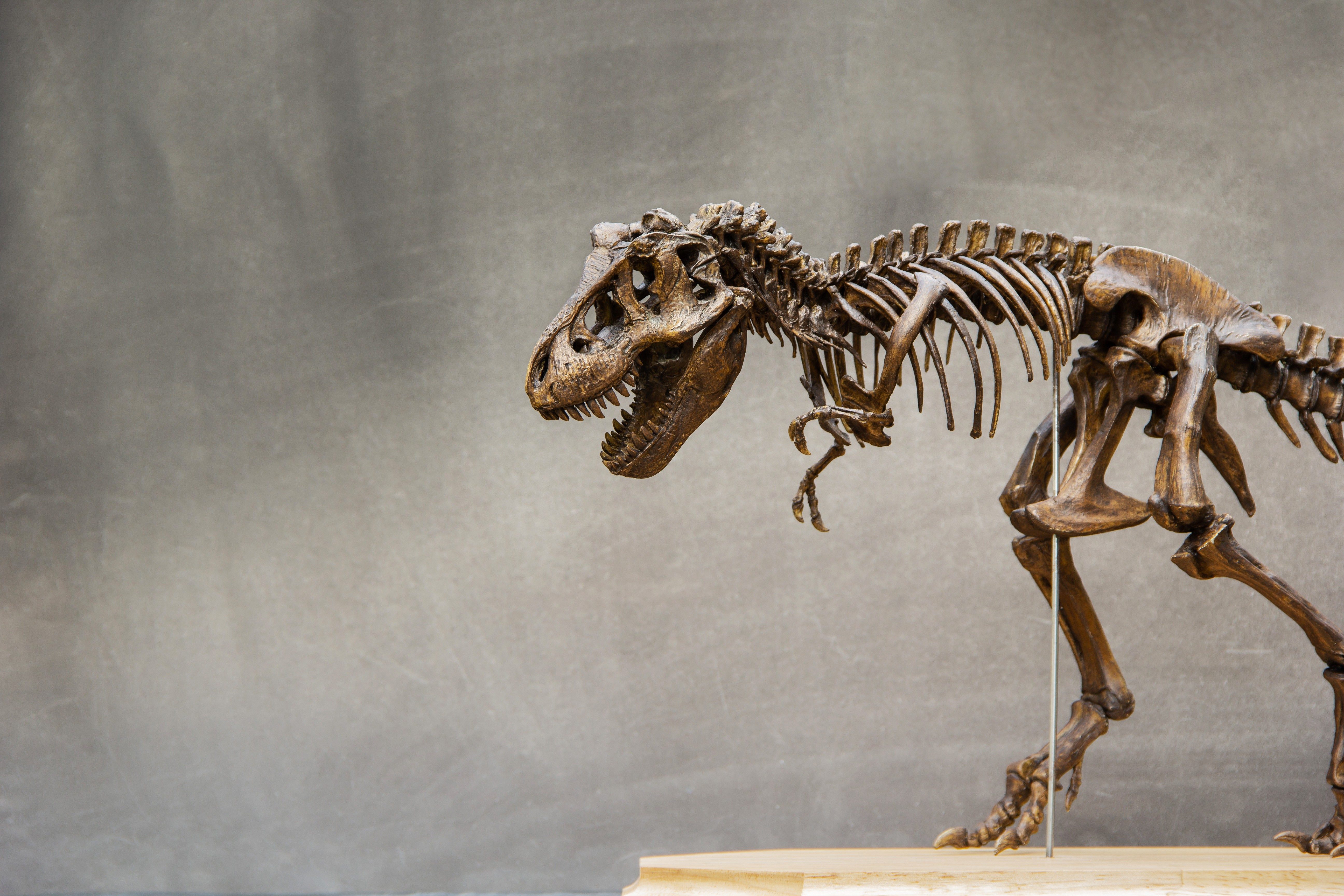 Dinosaur skeleton poised on display; stands on a wooden platform against a textured, neutral-colored background.