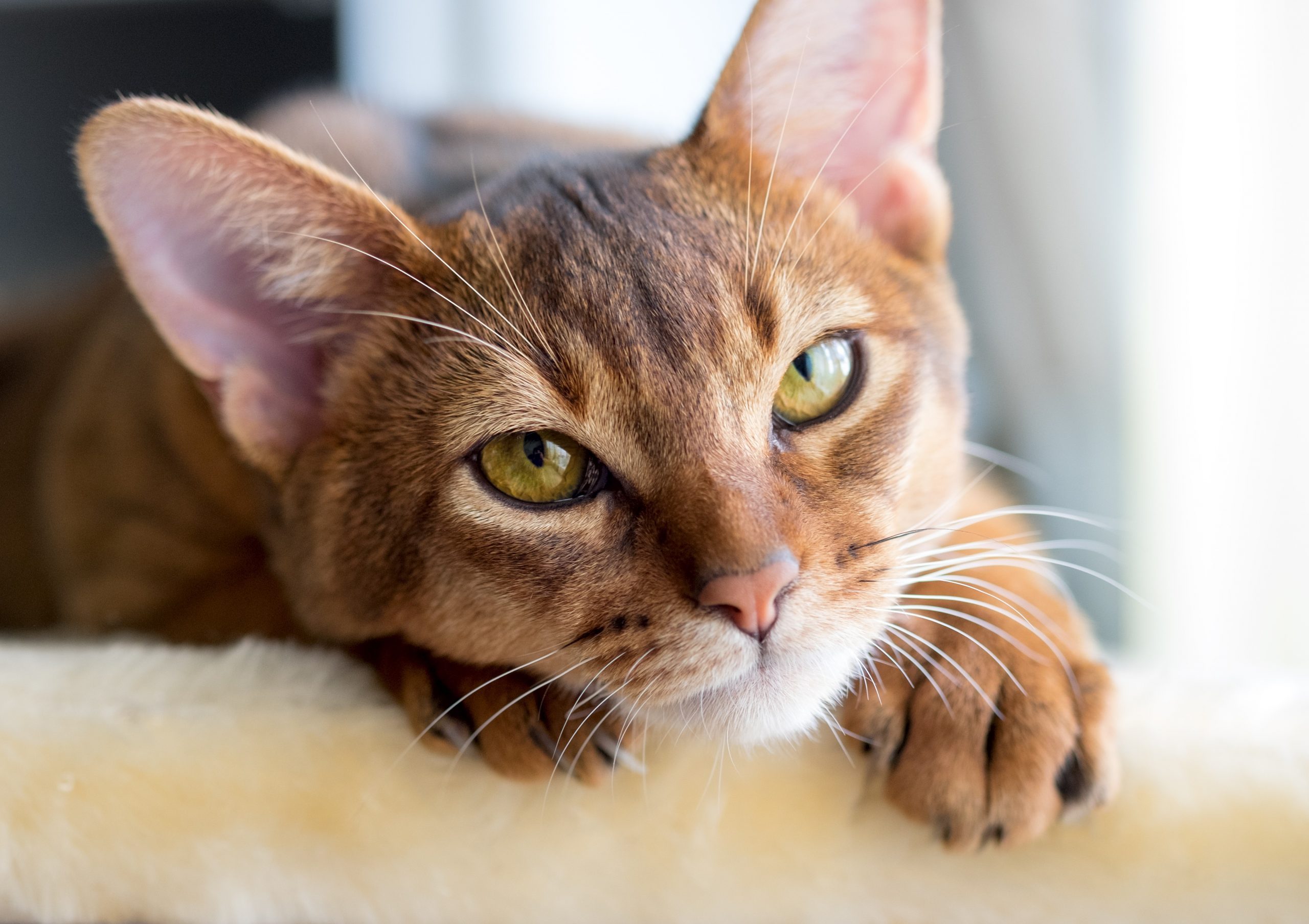 Purebred abyssinian cat