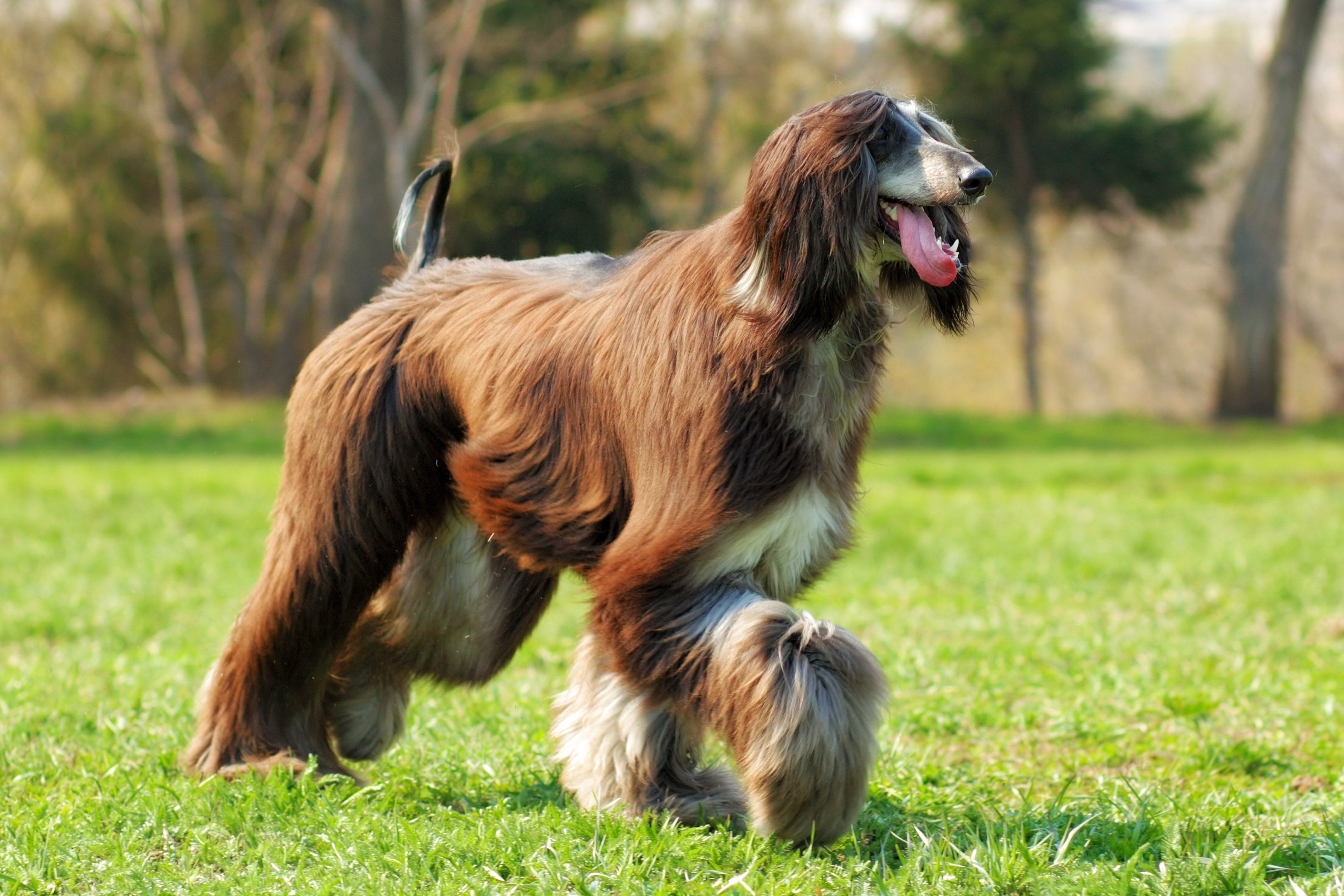A long-haired dog walks on green grass in a sunny park, surrounded by blurred trees.