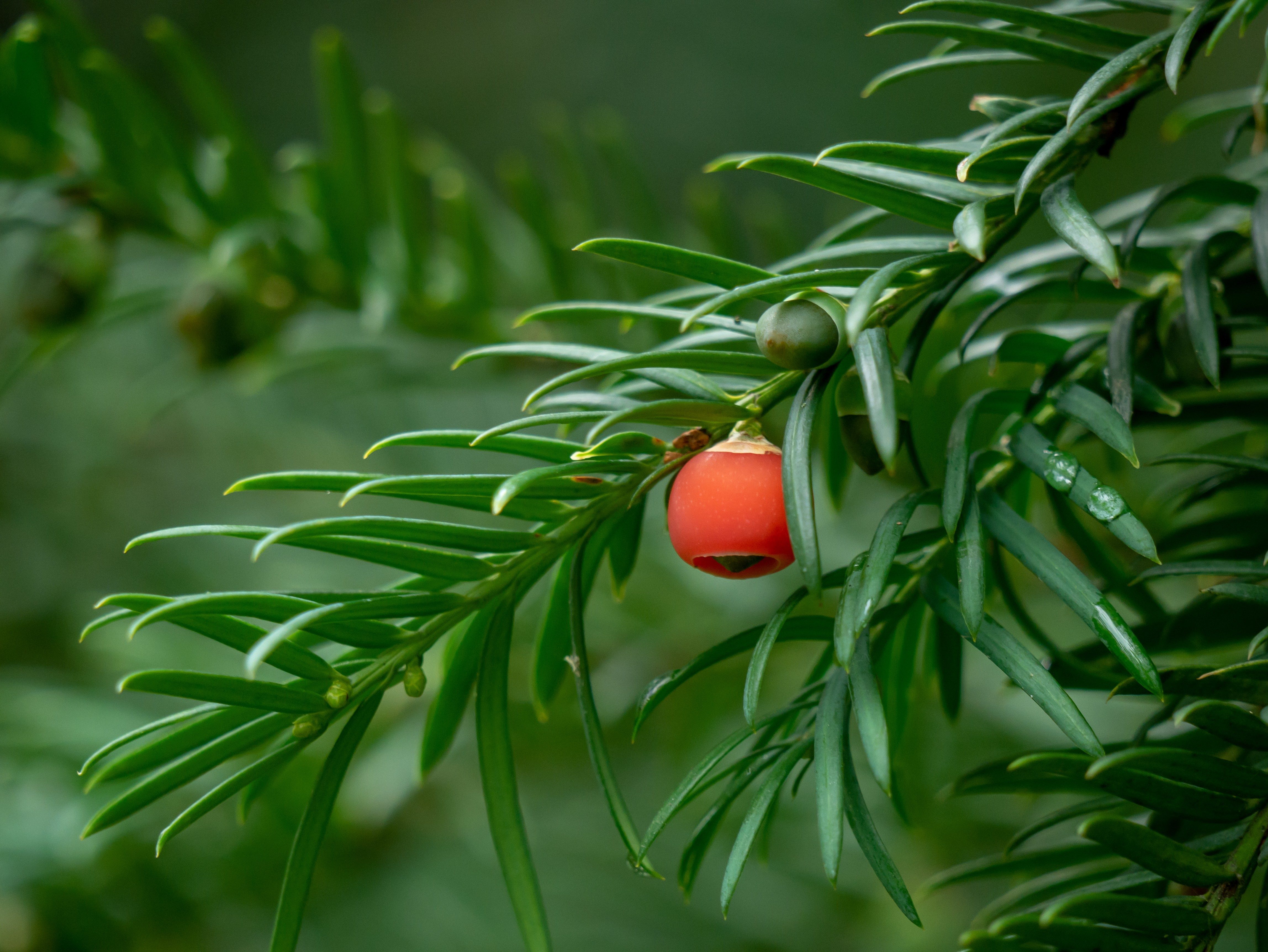 A single red berry hangs amidst glossy green needle-like leaves, set against a blurred natural background.