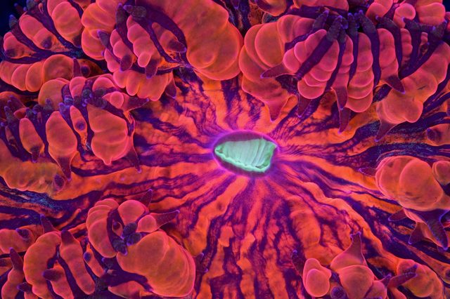 Vibrant coral displays swirling patterns with bulbous protrusions amid a neon-colored marine environment.