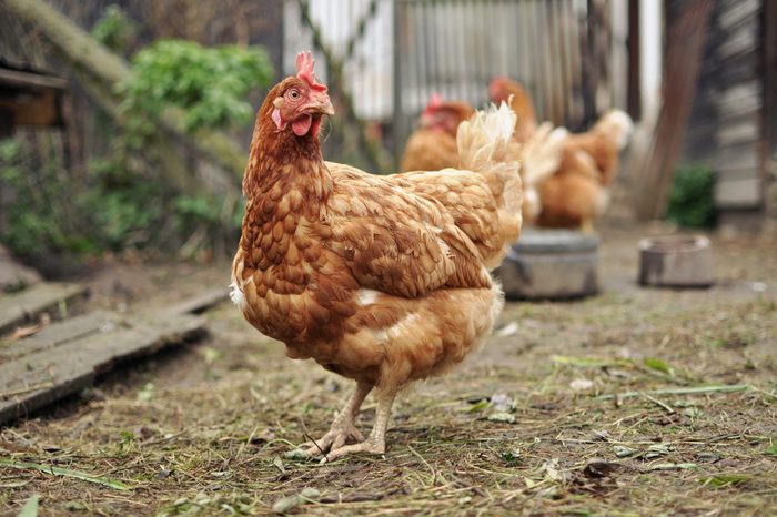 Brown hen on farm yard outdoors. Focused on the henÃ¢Â?Â?s head.