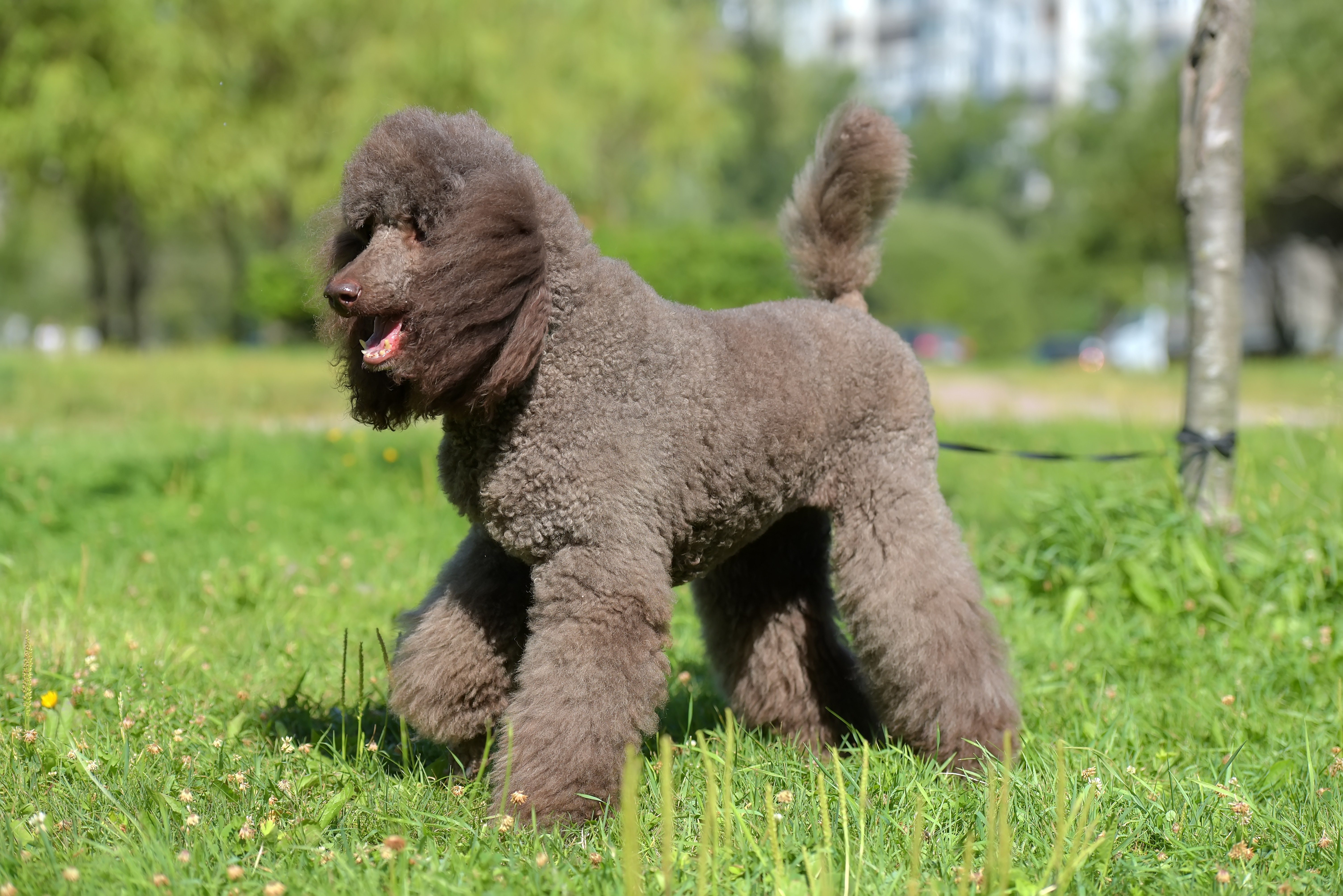 Poodle standing on grass, looking alert, with trees and a building in the background.