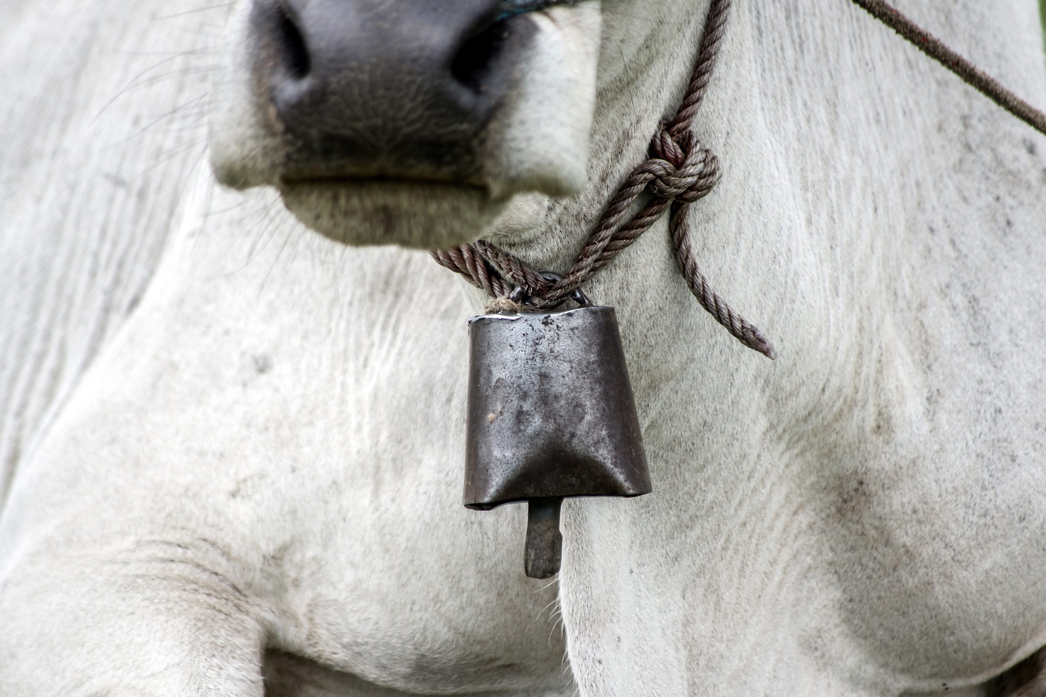 A cow stands quietly, wearing a weathered metal bell on a rope around its neck, in a serene pastoral setting.