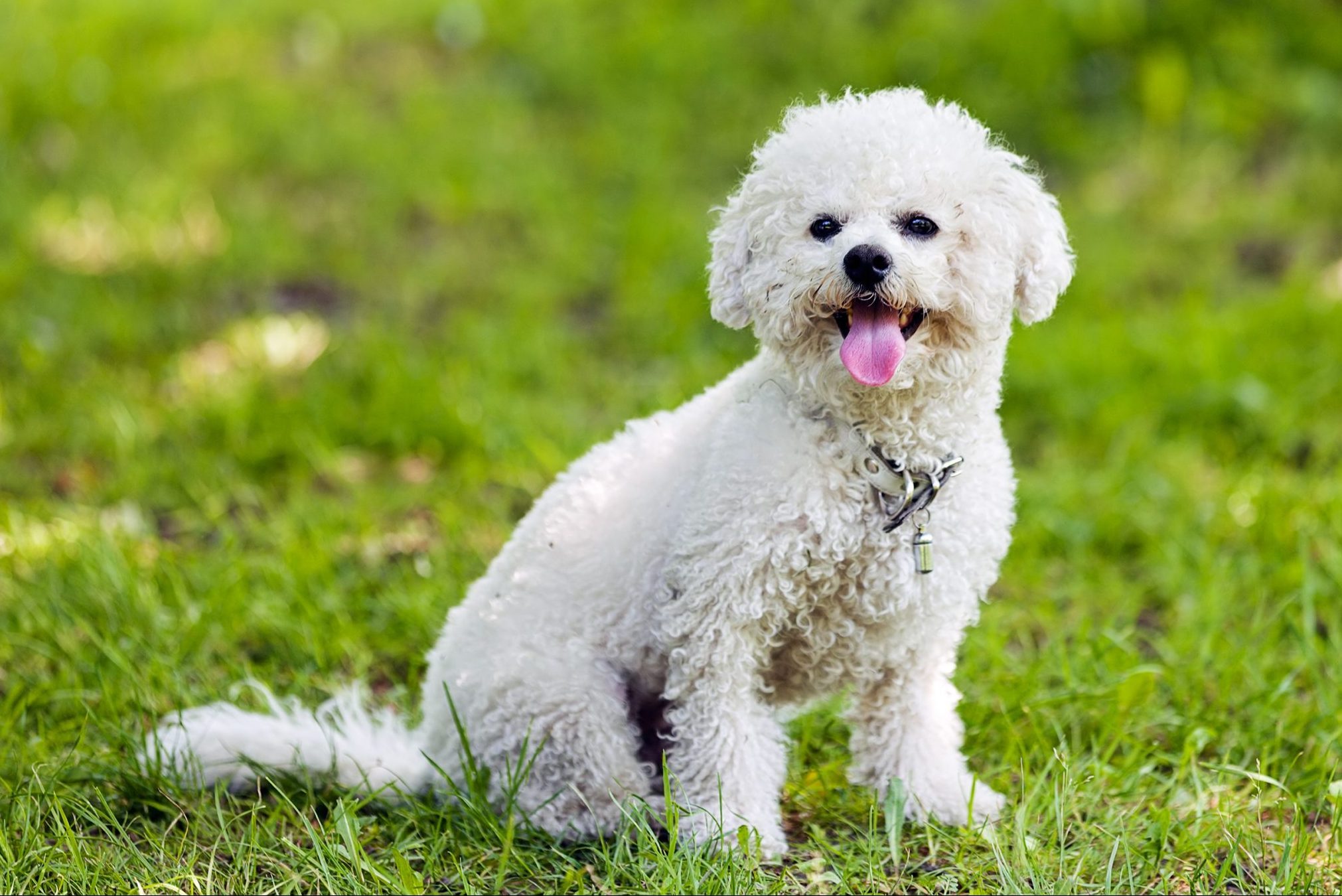 White fluffy dog sits, panting happily, on lush green grass in a sunny outdoor setting.