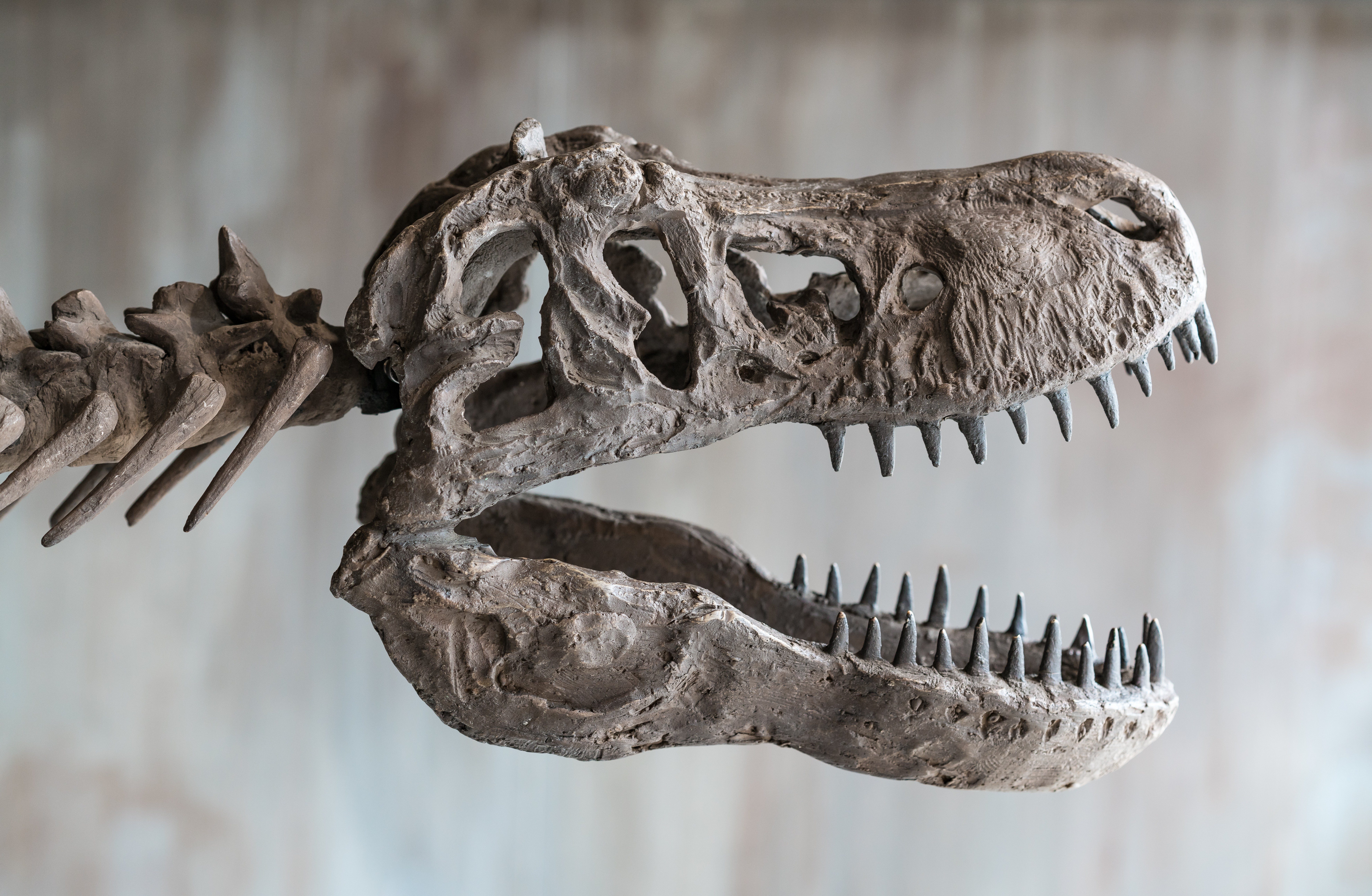 Dinosaur skull displays sharp teeth, with jaws open wide; background is blurred and neutral-toned.