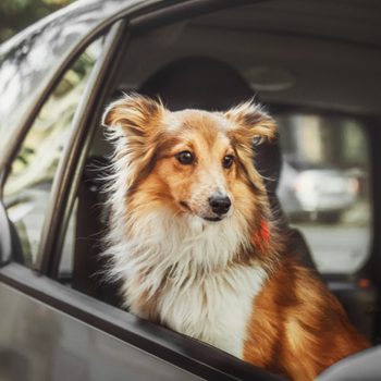 Dog sits calmly, looking out of a car window, with a blurred urban street background.