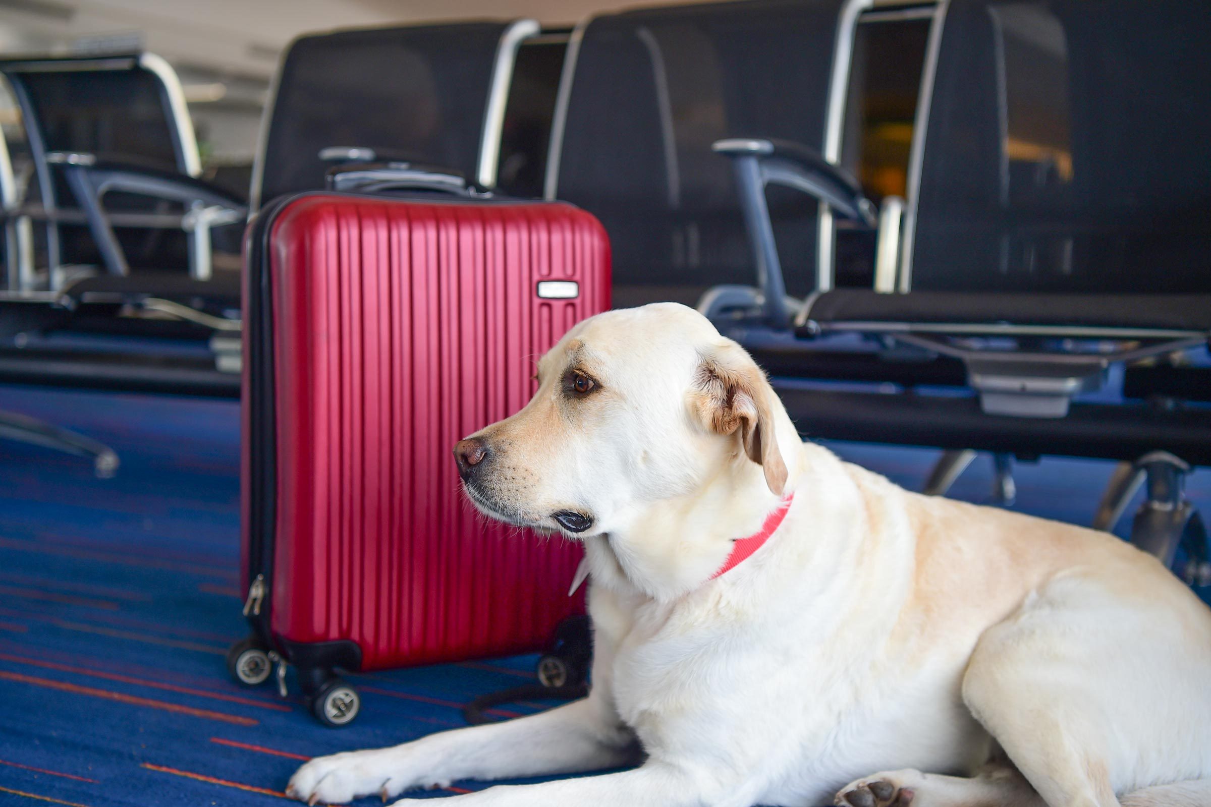 The 10 Best Airlines to Fly with Your Pets