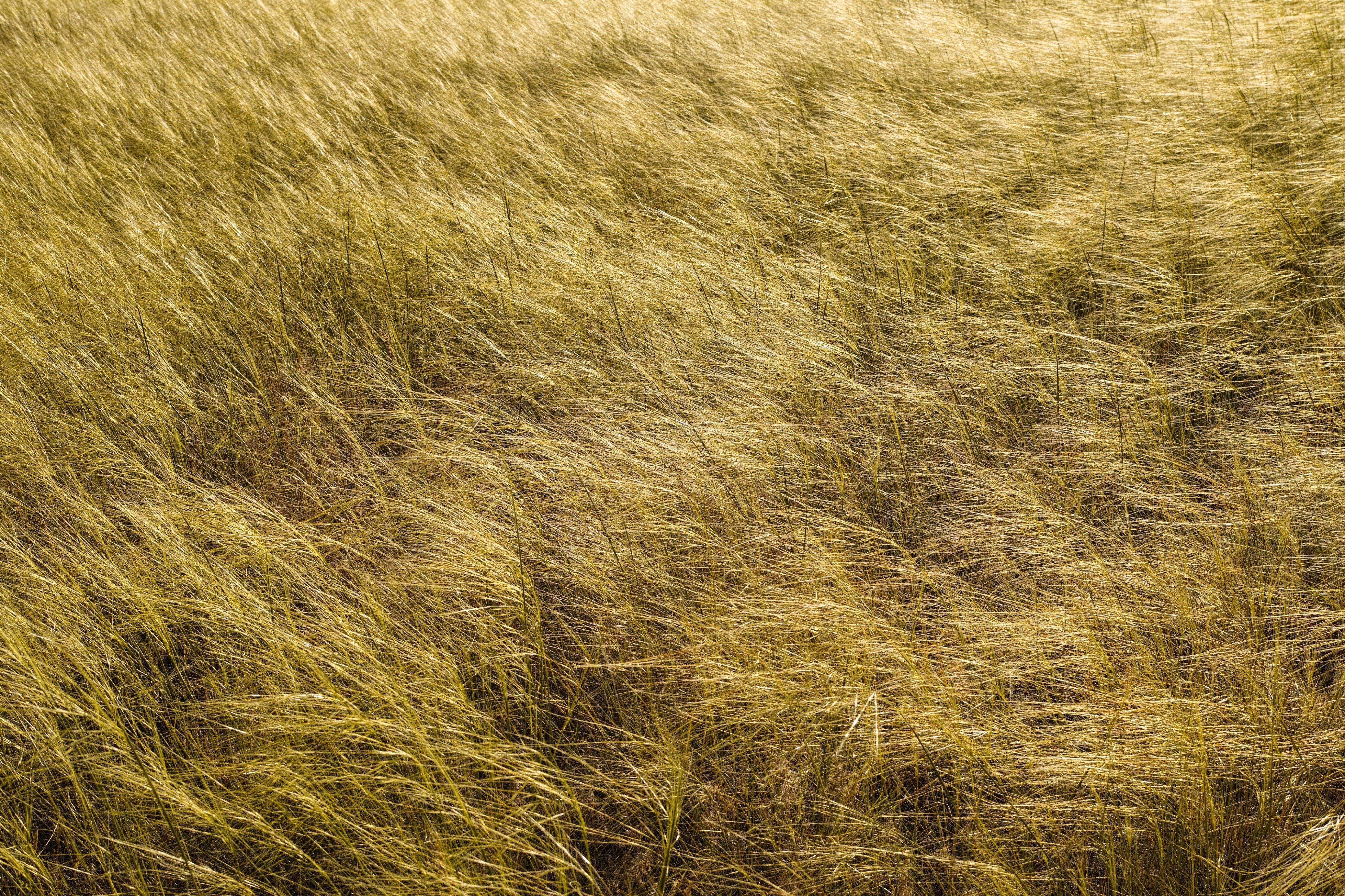 Golden grass flows gently, covering a field in a sunlit landscape.