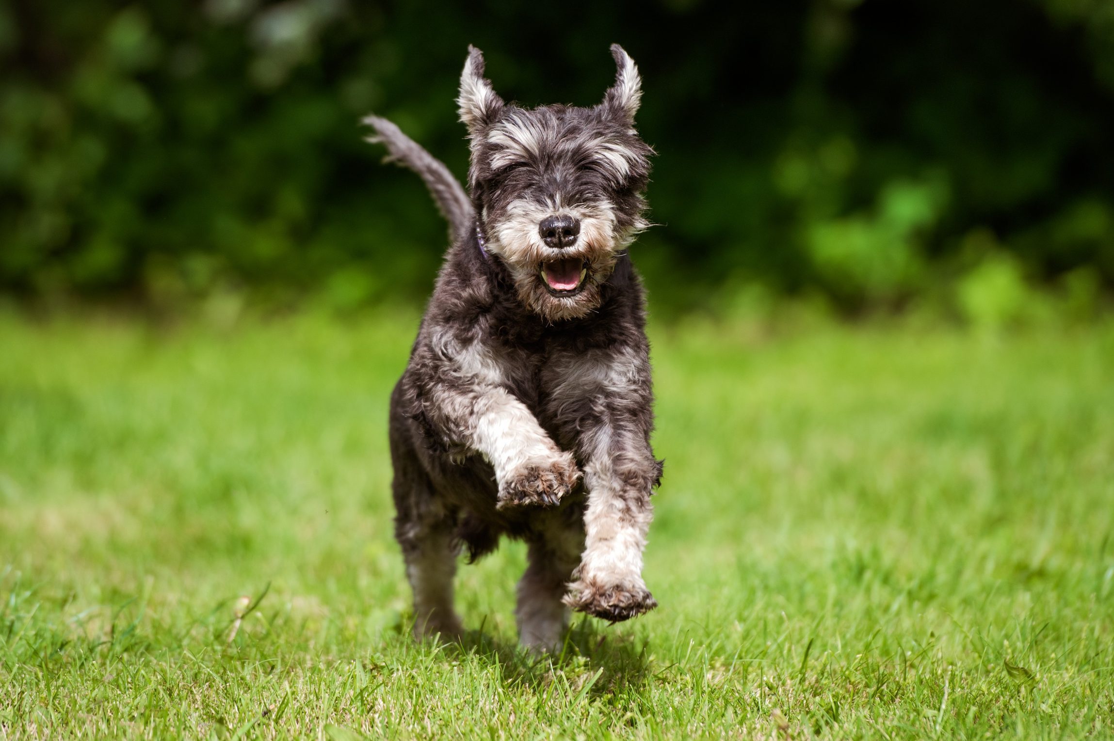A small dog joyfully runs through lush, green grass, surrounded by a blurred background of leafy foliage.