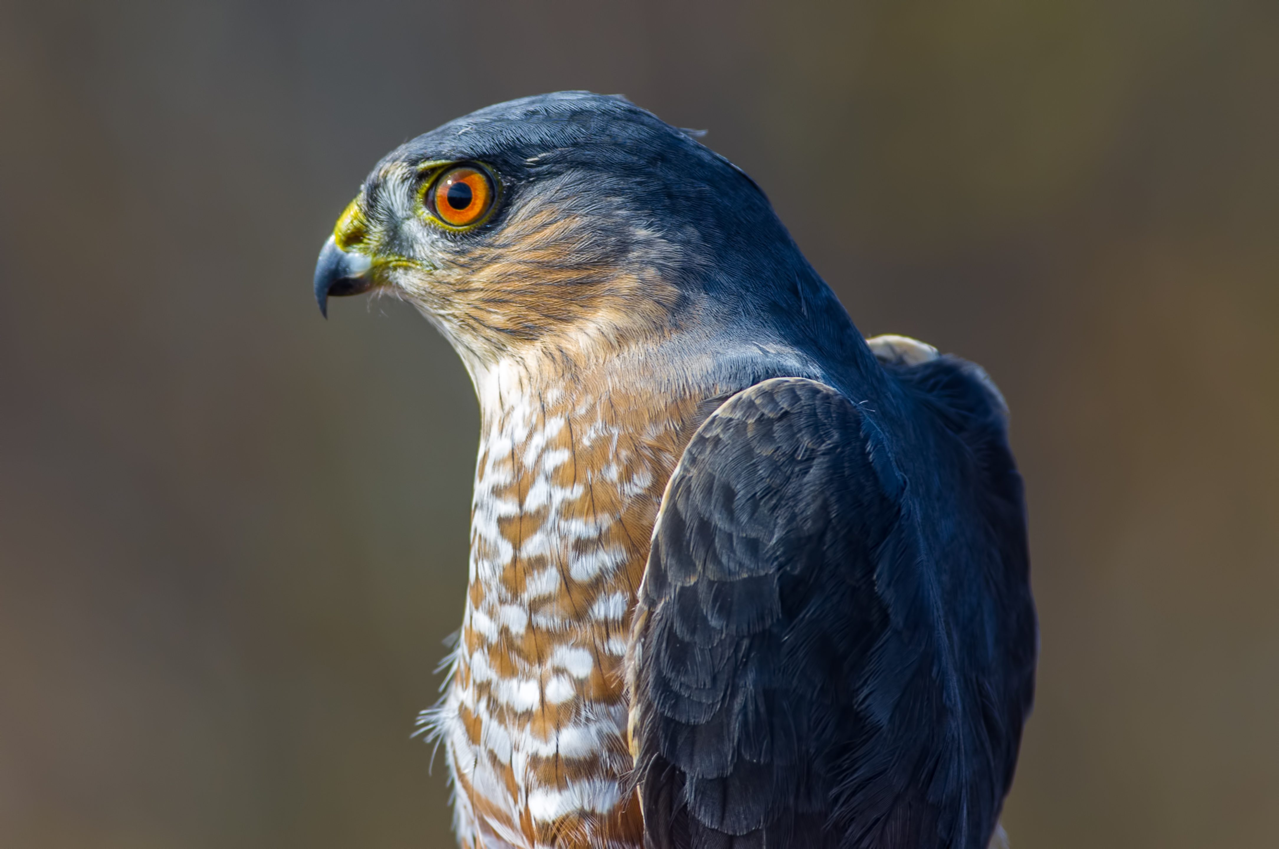 Hawk perched, gazing intensely, with striking orange eyes; background is softly blurred, creating a serene outdoor atmosphere.