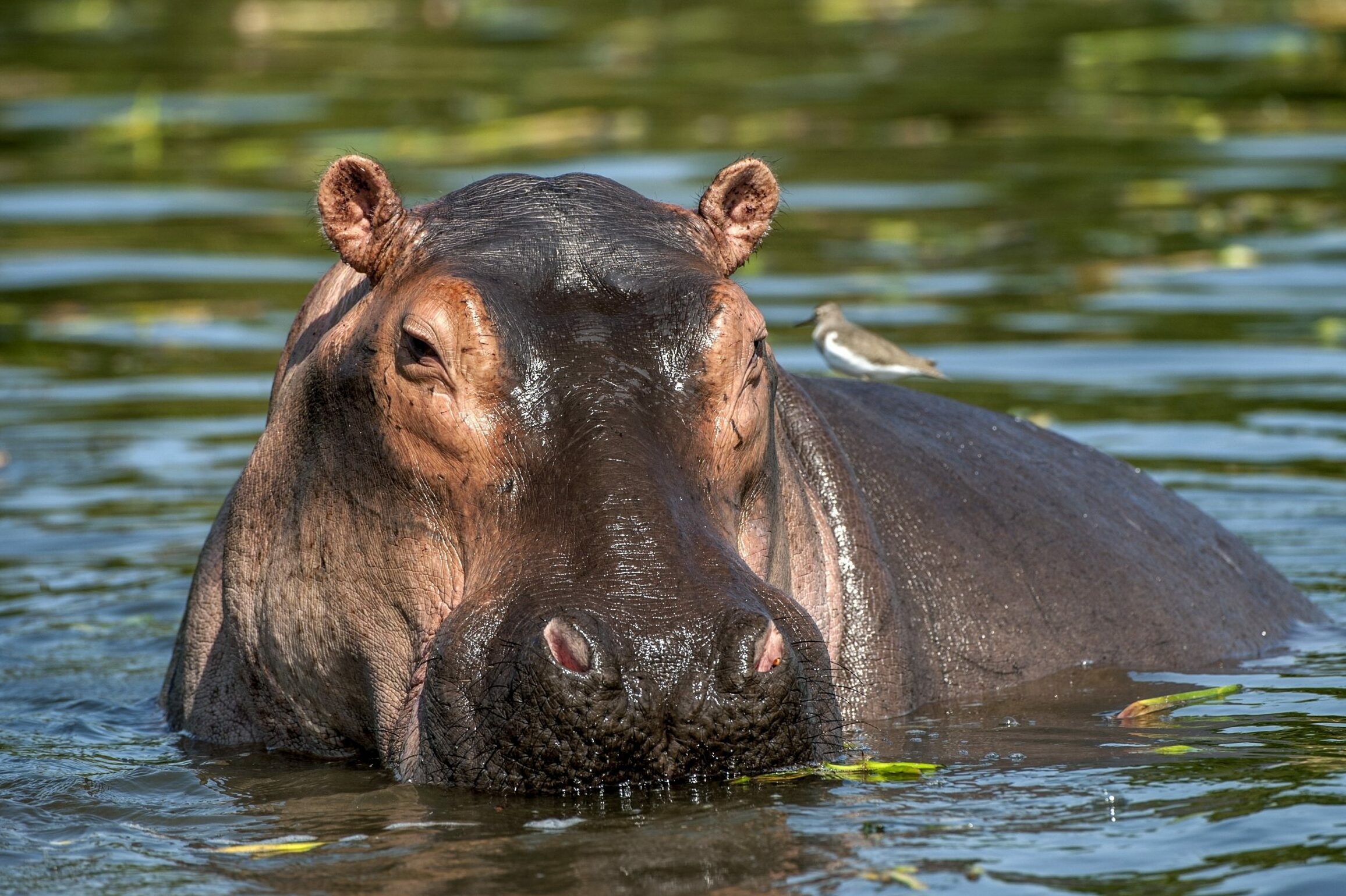 Hippo partially submerged in water, with a small bird perched on its back, surrounded by a lush aquatic environment.