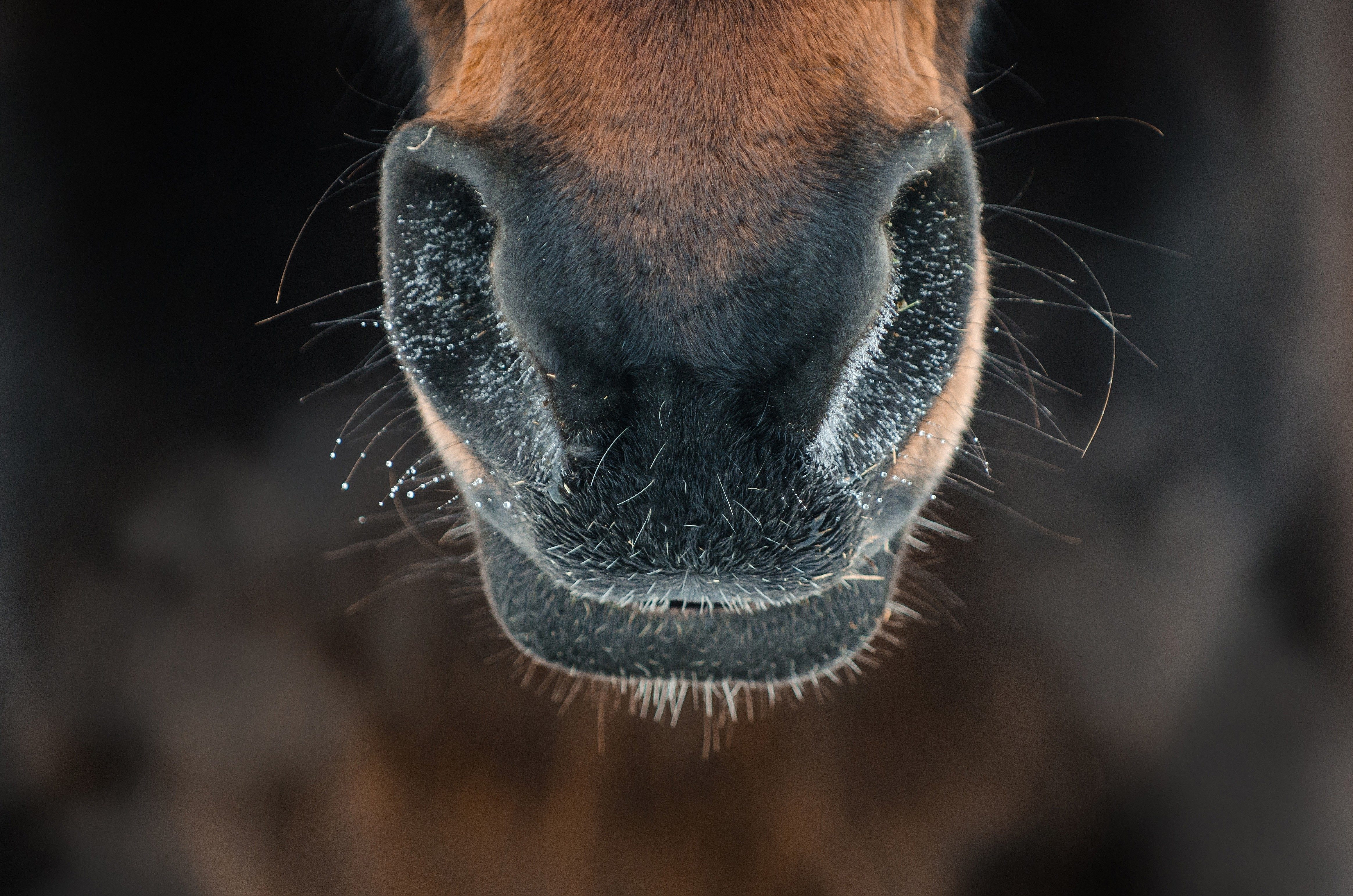 Horse's nose, close-up with visible frost and whiskers, in a cold outdoor setting.