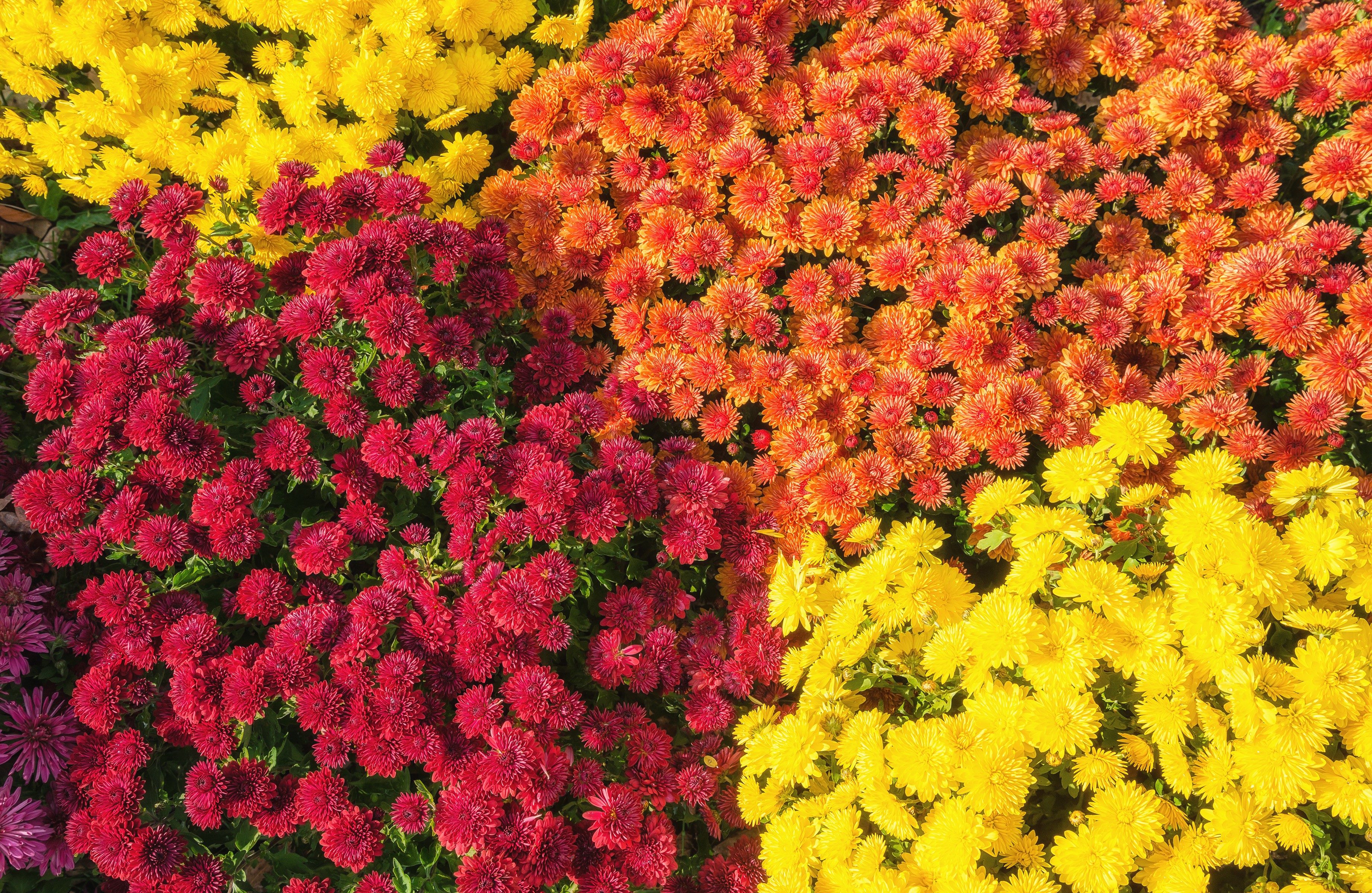 Clusters of chrysanthemums bloom vibrantly in red, orange, and yellow, creating a colorful, dense floral arrangement in a garden setting.