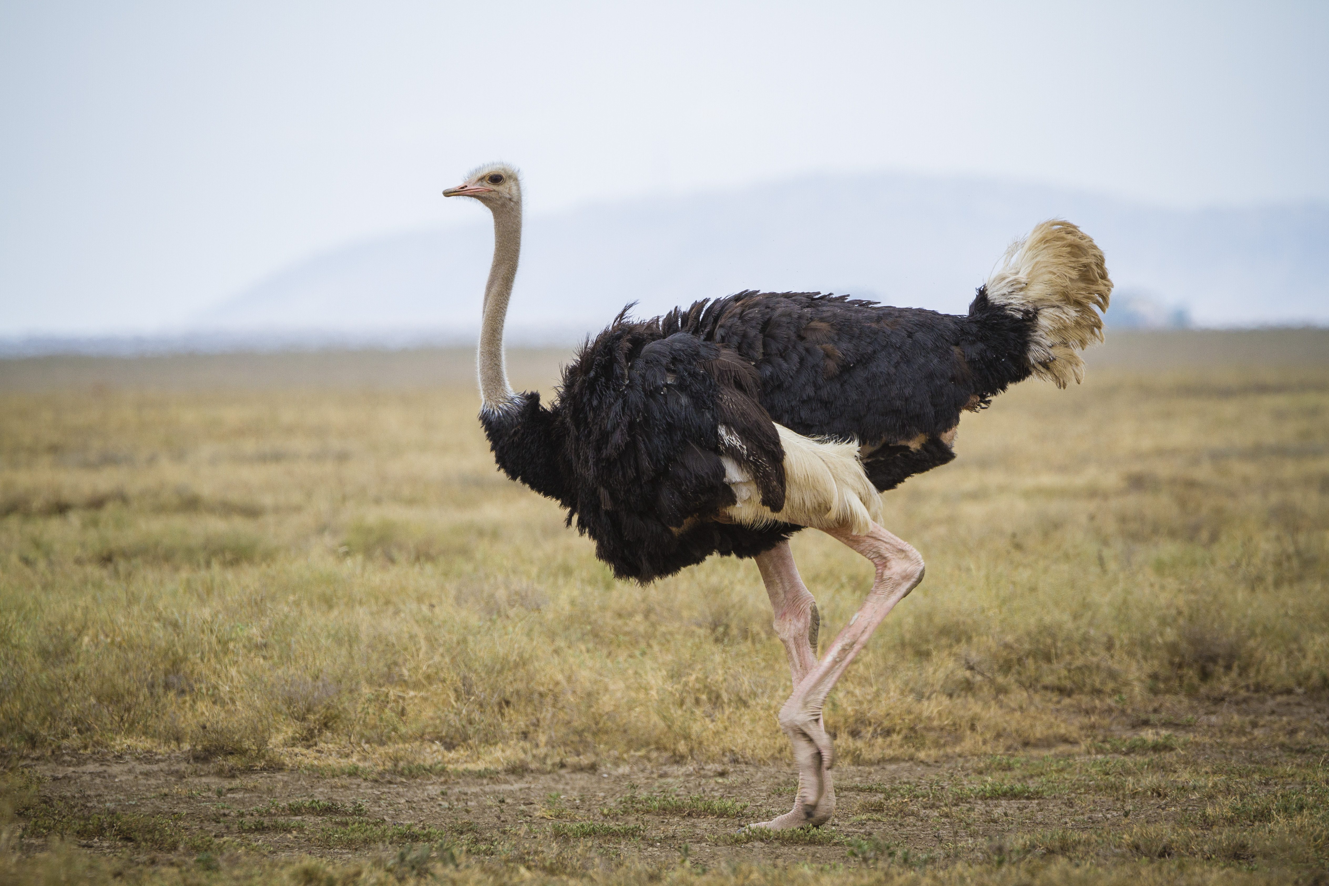 Ostrich standing in a grassy field with mountains faintly visible in the background under a cloudy sky.