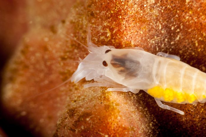 Snapping shrimp, asymmetrical claws, Alpheidae